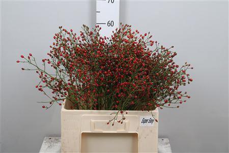 Rosa Prinsberry Fire