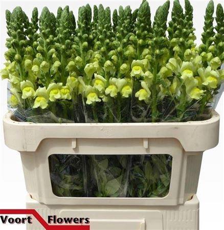 Antirrhinum majus 'Legend Yellow'