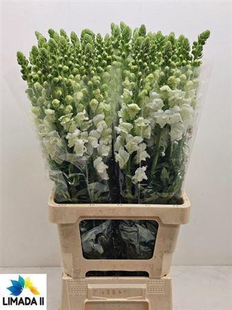 Antirrhinum majus 'Potomac White'