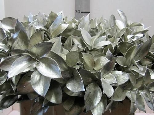 Ruscus kleurbehandeld H%