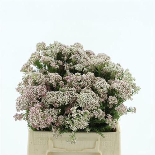 Ozothamnus diosmifolius 'Pink Panther'