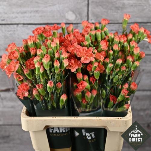 Dianthus tros Romany