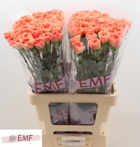 Dianthus standaard Tamarind