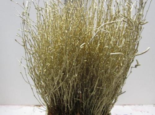 Betula kleurbehandeld H%