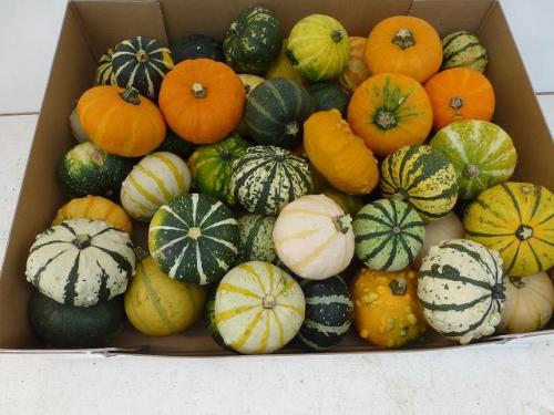 Cucurbita