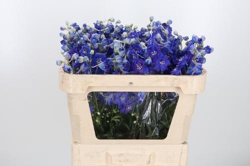 Delphinium Elatum Grp dubbelbloemig 'Dewi Blue Star'