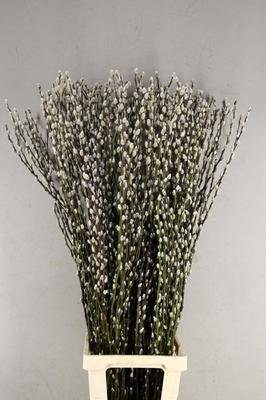 Salix Wilgenkatjes