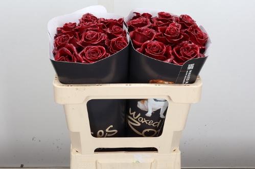 Rosa grootbloemig gewaxt H%