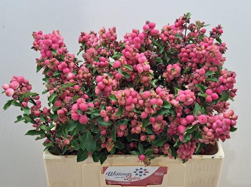 Symphoricarpos (Pink Berry Grp) Magical Ruby Falls