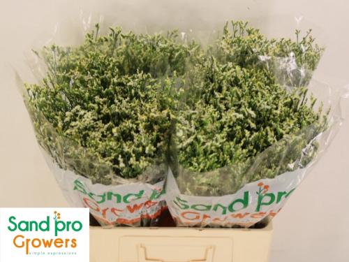 Limonium sinensis Cool Diamond