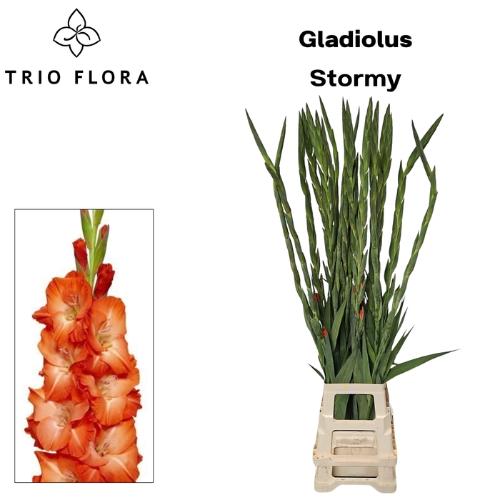 Gladiolus (Large-flowered Grp) 'Stormy'