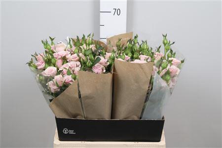 Rosa tros Leila