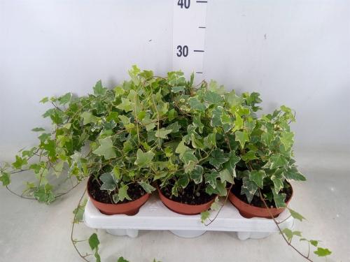 Hedera helix 'Eva'