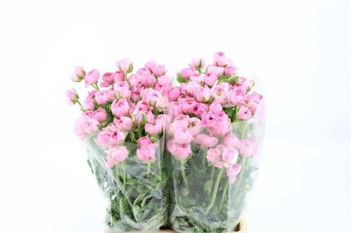 Ranunculus asiaticus 'Amandine Pink'