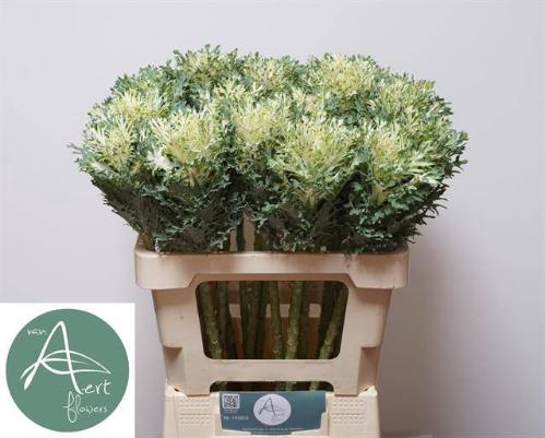 Brassica oleracea 'Crane Frilly'