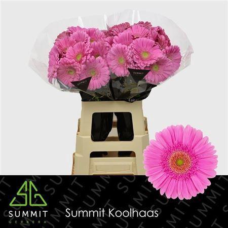 Gerbera grootbloemig Glossy