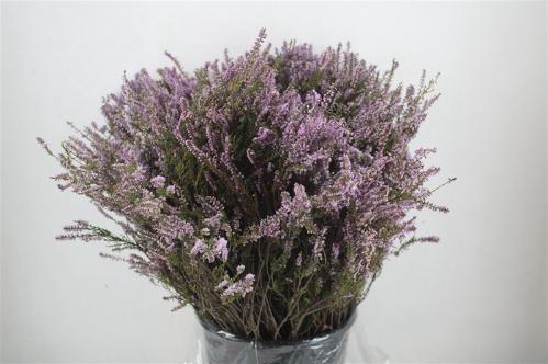 Erica per bos