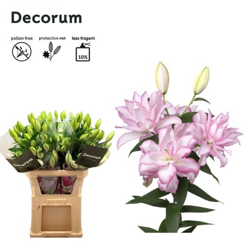 Lilium (Oriental Grp) dubbel Roselily Anouska