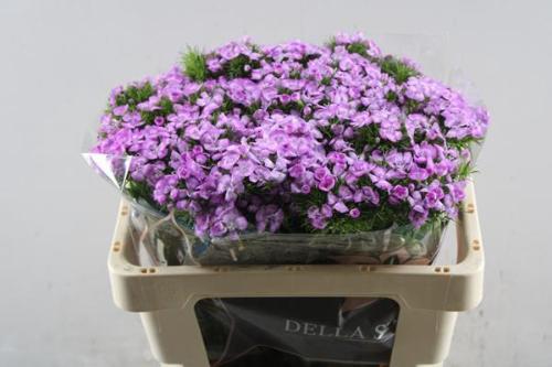 Dianthus barbatus Melian Breanthus