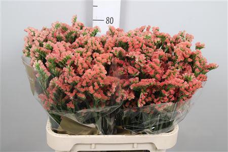 Limonium sinuatum Royal Orange