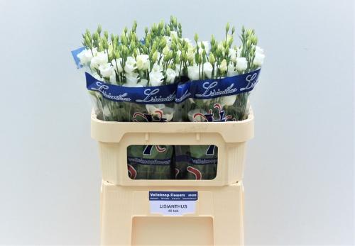 Eustoma russellianum enkelbloemig 'Piccolo White'