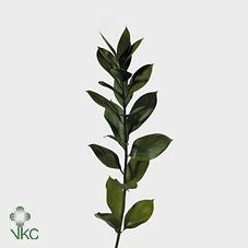 Ruscus hypophyllum (groot blad)