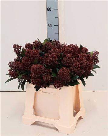 Skimmia per bos japonica 'Rubella'