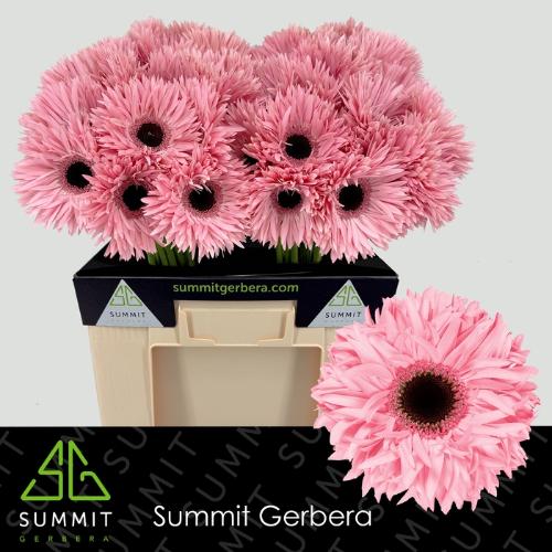 Gerbera grootbloemig spinvormig Abu+