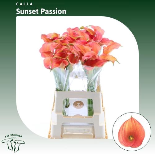 Zantedeschia 'Sunset Passion'
