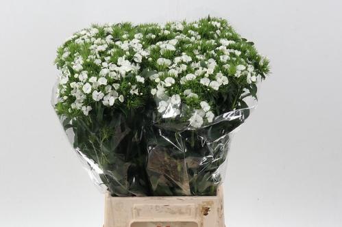 Dianthus barbatus overig