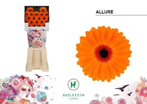 Gerbera mini 'Allure'