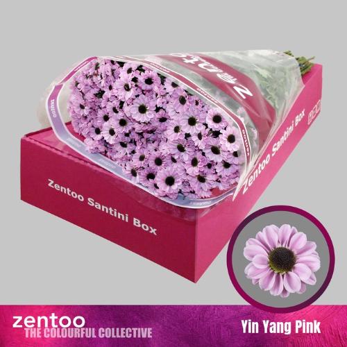 Chrysanthemum (Indicum Grp) tros santini Yin Yang Pink