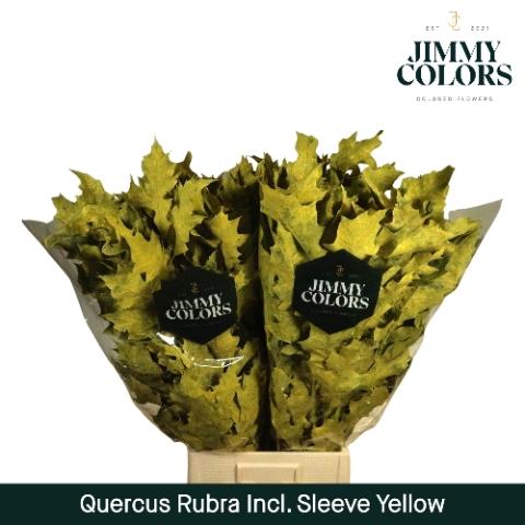Quercus rubra kleurbehandeld H%