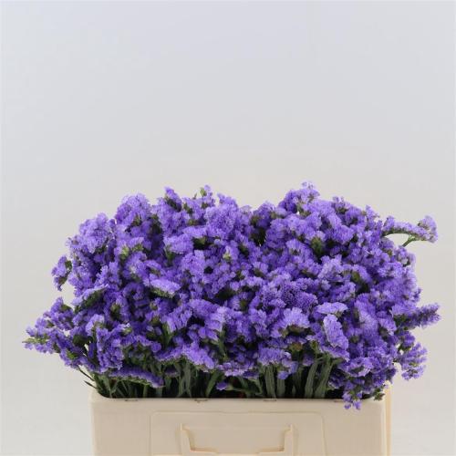 Limonium sinuatum Sky Wings