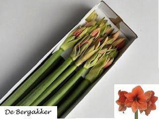 Hippeastrum Galaxy Grp 'Desire'