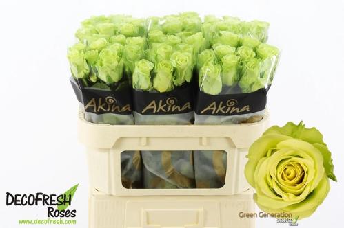 Rosa grootbloemig Green Generation