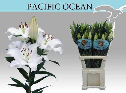 Lilium Oriental Grp 'Pacific Ocean'
