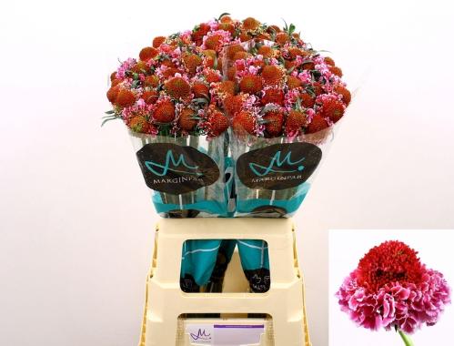 Scabiosa atropurpurea Focal Scoop Bicolor Pink