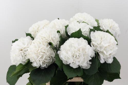 Hydrangea macrophylla 'Schneeball'