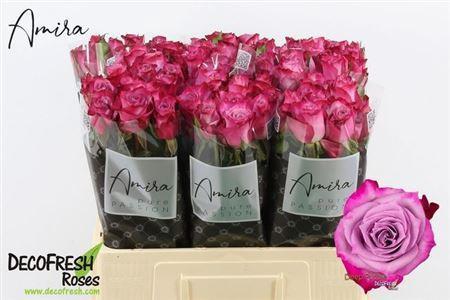 Rosa grootbloemig Deep Purple