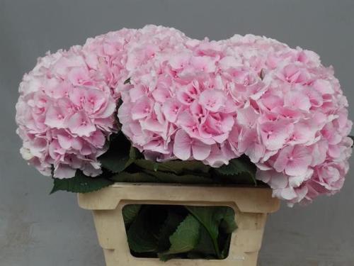 Hydrangea macrophylla 'Verena'