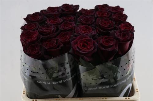 Rosa grootbloemig Black Baccara