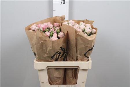 Rosa tros Angel Bombastic