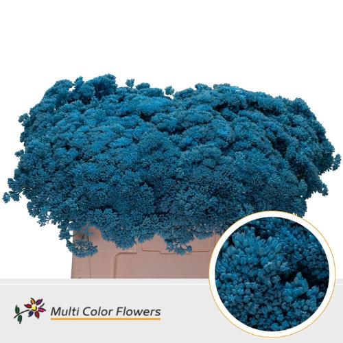 Sedum kleurbehandeld H%