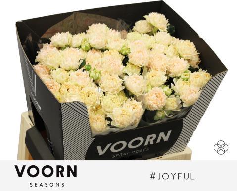 Rosa tros #Joyful