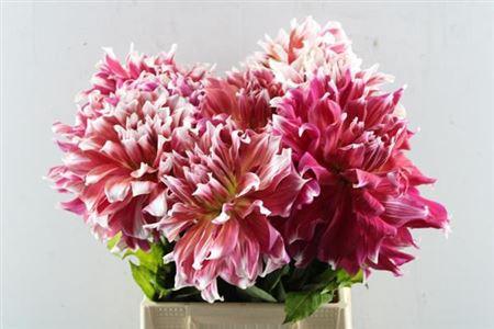 Dahlia overig