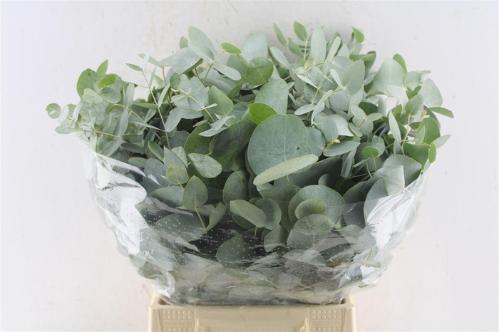 Eucalyptus per bos cinerea