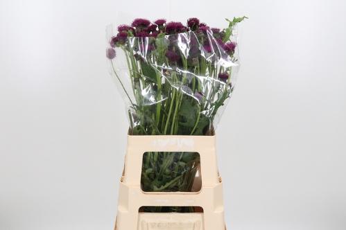 Cirsium atropurpureum