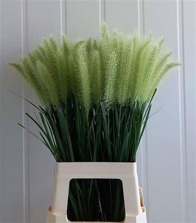 Pennisetum alopecuroides 'Blondie'