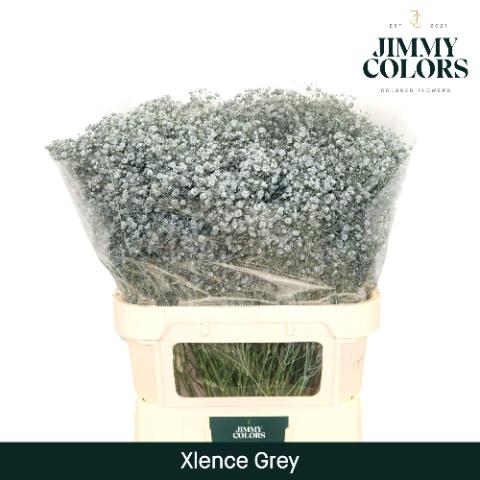 Gypsophila overig kleurbehandeld H%